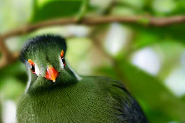 Bird-Watching at the Rinc&oacute;n Volcano