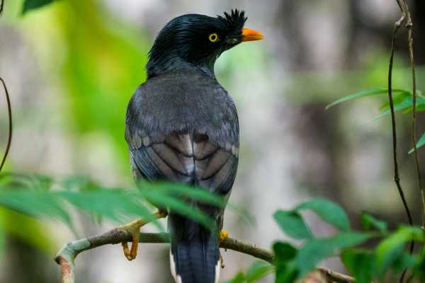 Bird-Watching at the Rinc&oacute;n Volcano