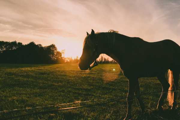 Horseback Riding at Pura Aventura