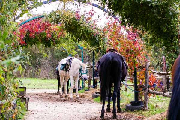 Horseback Riding at Pura Aventura