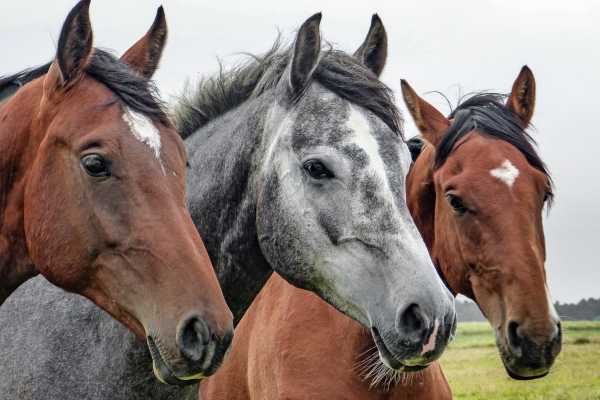 Horseback Riding at Pura Aventura