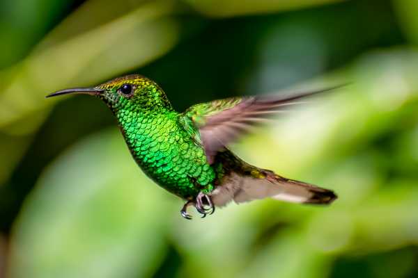 Guanacaste - Monteverde Transport