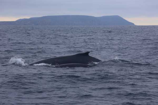 MANTA |  LOS FRAILES BEACH | WHALE WATCHING | SNORKEL | ISLA SALANGO|ECUADOR