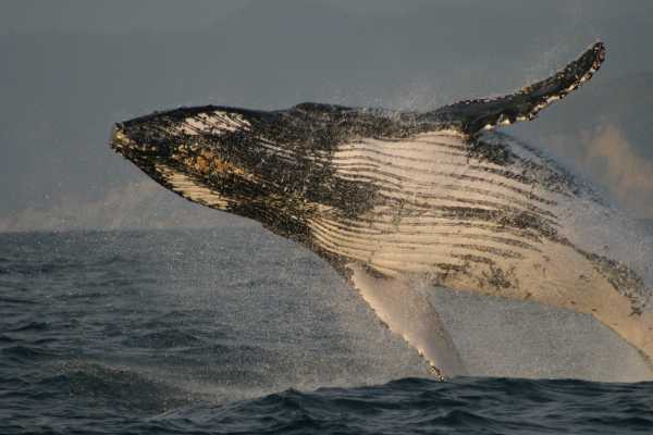 MANTA |  LOS FRAILES BEACH | WHALE WATCHING | SNORKEL | ISLA SALANGO|ECUADOR