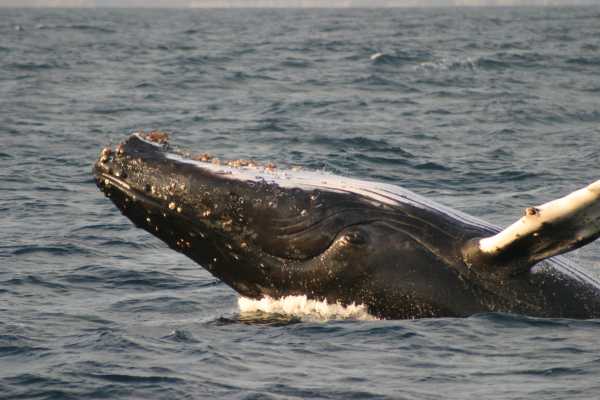 MANTA |  LOS FRAILES BEACH | WHALE WATCHING | SNORKEL | ISLA SALANGO|ECUADOR