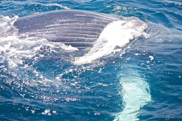 MANTA |  LOS FRAILES BEACH | WHALE WATCHING | SNORKEL | ISLA SALANGO|ECUADOR