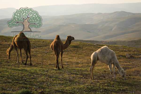 19 &ndash; 25 NOVEMBRE 2019, TUQUA A BEIT MIRSIM, RANDONNEE D&rsquo;AUTOMNE 2019