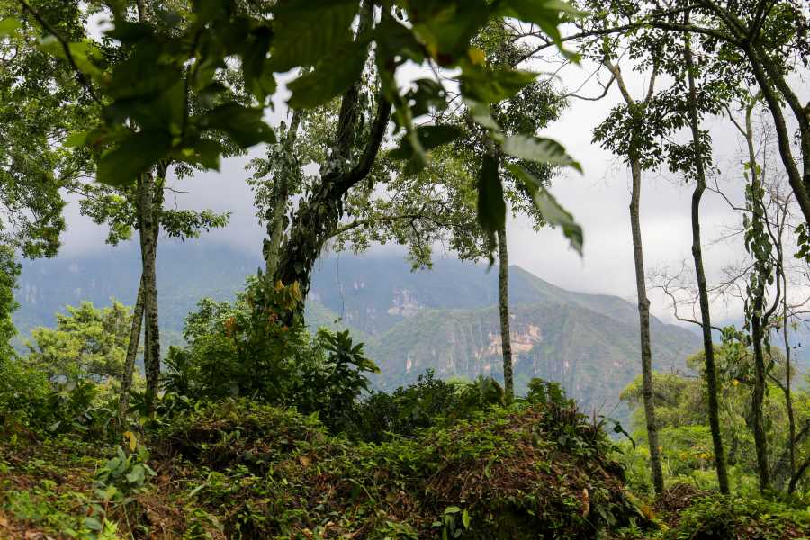 Andes Ecotours Chocolate & Coffee Farm Experience