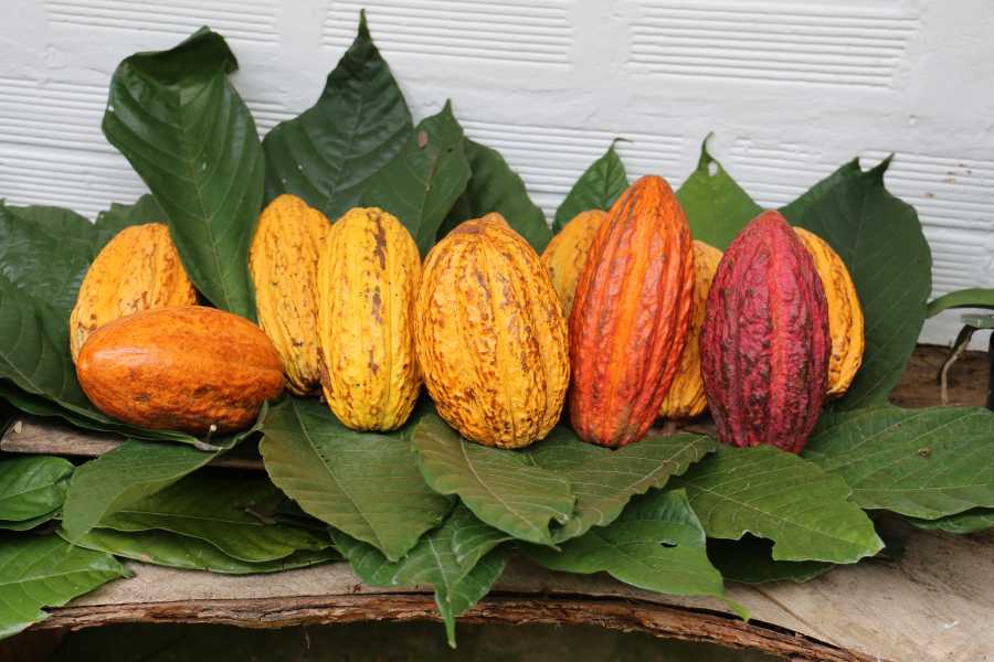 Andes Ecotours Chocolate & Coffee Farm Experience