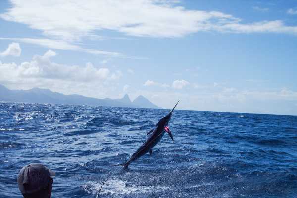 St. Lucia Deep Sea Fishing