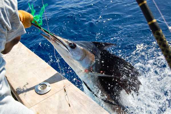 St. Lucia Deep Sea Fishing