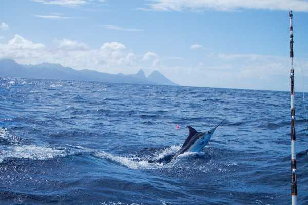 St. Lucia Deep Sea Fishing