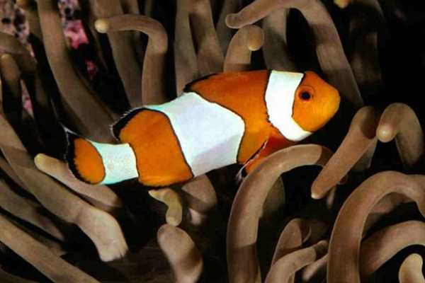 Sea scope excursion in Soma Bay