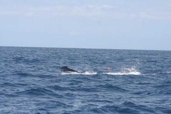 Fishing tour from Soma Bay