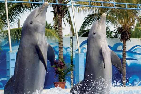 Soma Bay Dolphins Show tour