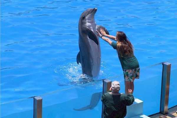 Soma Bay Dolphins Show tour