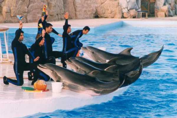 Soma Bay Dolphins Show tour