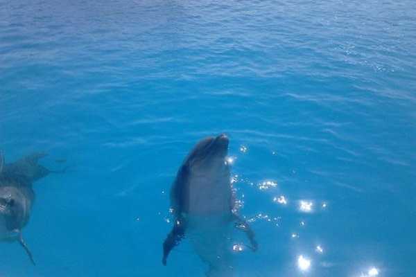 Soma Bay Dolphins Show tour