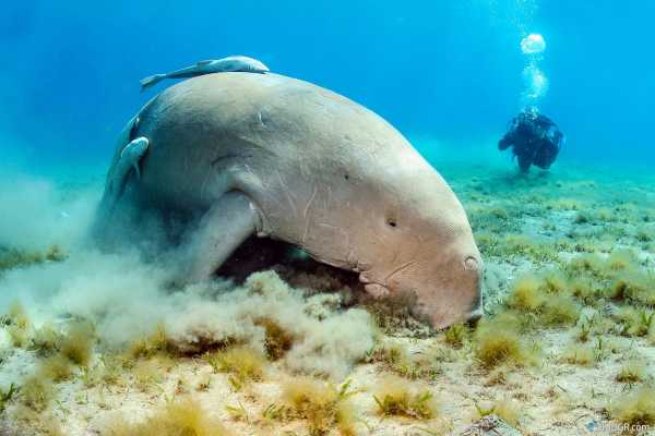 Abu Dabbab Dugong Snorkeling Trip From Sahel Hashesh