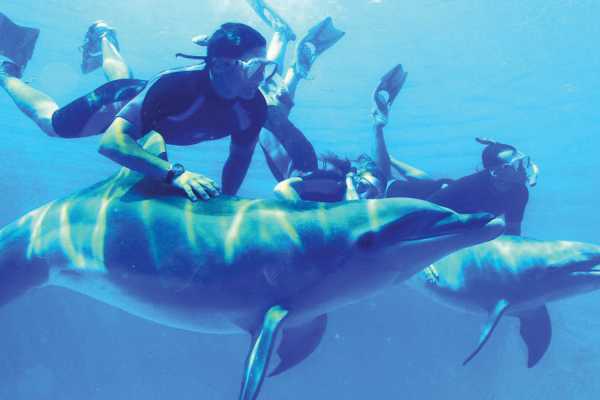 Overnight snorkeling trip at Satayah dolphin reef from El Quseir