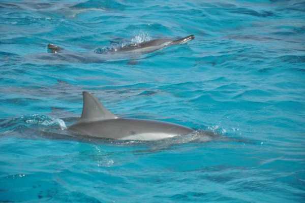 Diving trip to Satayh Dolphin Reef from Marsa Alam