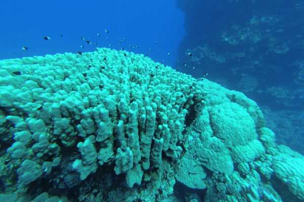Diving trip to portghalib from Marsa Alam