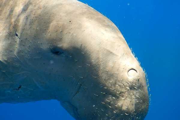 Diving trip to portghalib from Marsa Alam