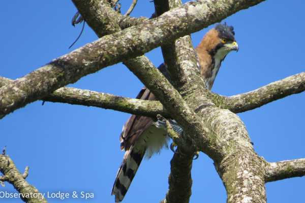 Arenal Wildlife and Hot Springs Combo