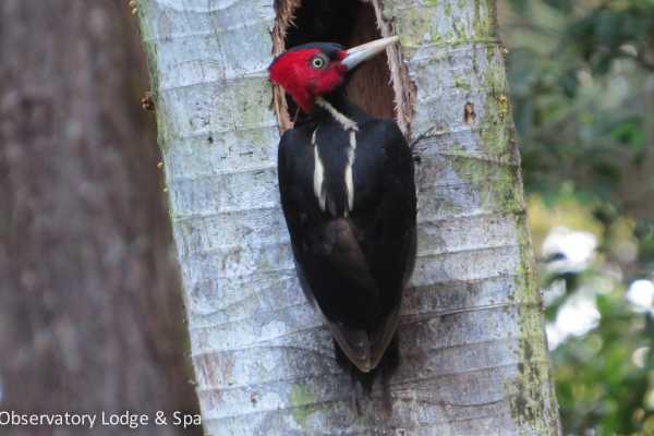 Arenal Wildlife and Hot Springs Combo