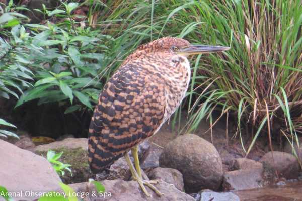 Arenal Wildlife and Hot Springs Combo