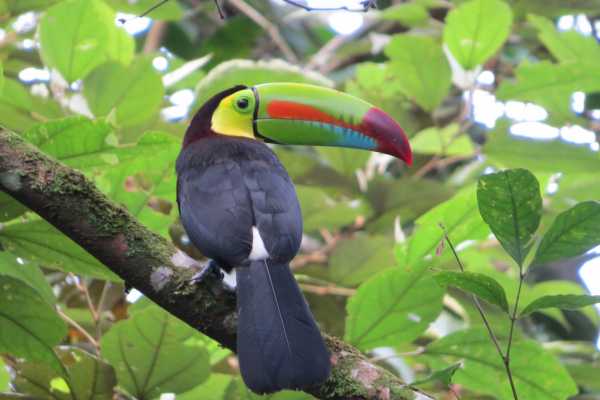 Arenal Wildlife and Hot Springs Combo