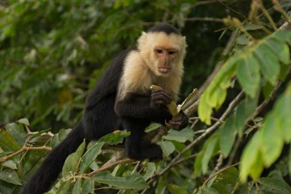 Arenal Wildlife and Hot Springs Combo