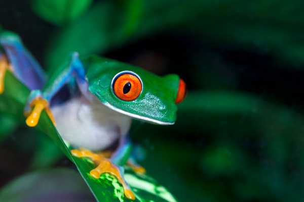 Arenal Wildlife and Hot Springs Combo