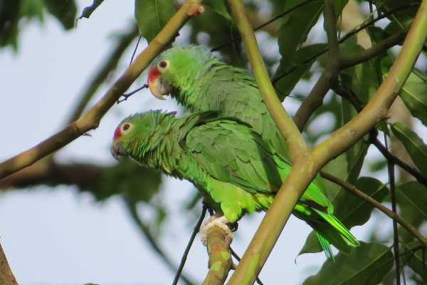 Arenal Wildlife and Hot Springs Combo