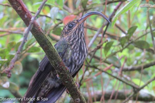 Arenal Wildlife and Hot Springs Combo