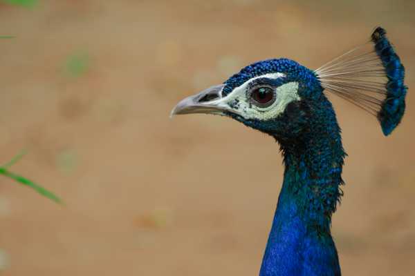 Arenal Wildlife and Hot Springs Combo