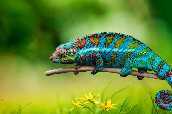 Arenal Wildlife and Hot Springs Combo