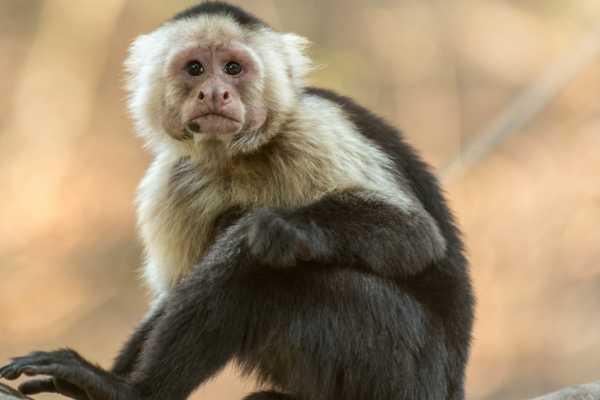 Arenal Wildlife and Hot Springs Combo