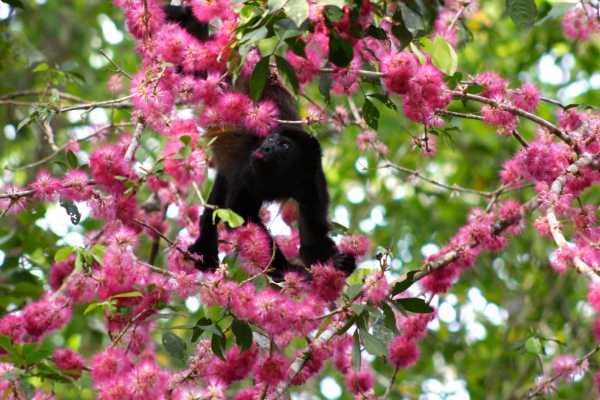 Arenal Wildlife and Hot Springs Combo