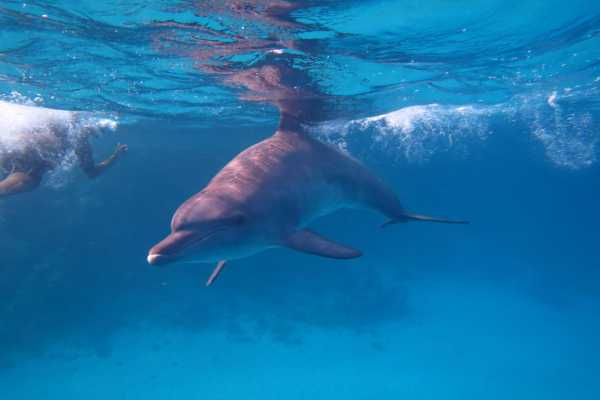Abu Dabab day Snorkeling tour from Soma Bay