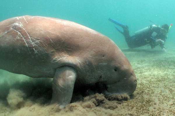 Abu Dabab day Snorkeling tour from Soma Bay