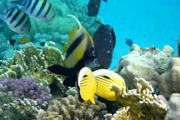 Abu Dabab day Snorkeling tour from Soma Bay
