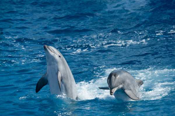 Giftun Island Snorkeling Tours From Soma Bay