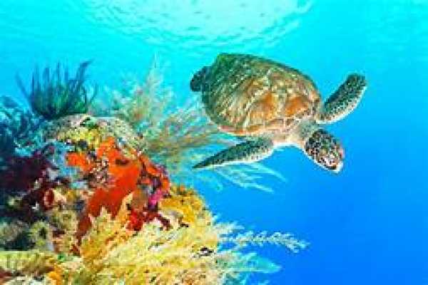 Snorkelingtrip at Port Ghalib Marina from Portghalib.