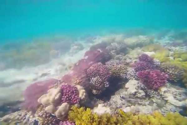 Snorkeling Trip To hamata Island from Port Ghalib