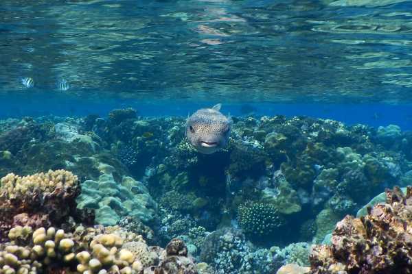 Snorkeling Trip To hamata Island from Port Ghalib