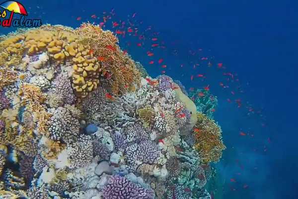 Sharm El Luli Snorkeling Tours From Port Ghalib
