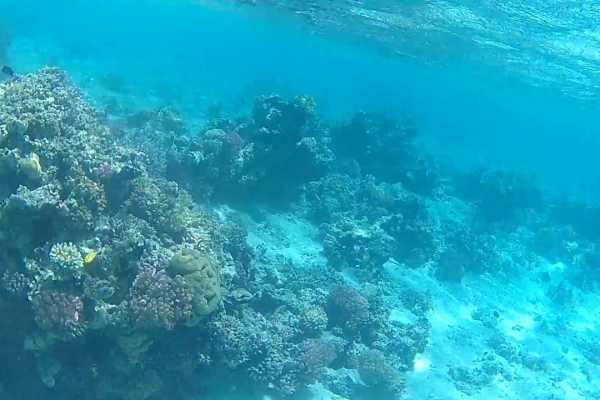 Sharm El Luli Snorkeling Tours From Port Ghalib