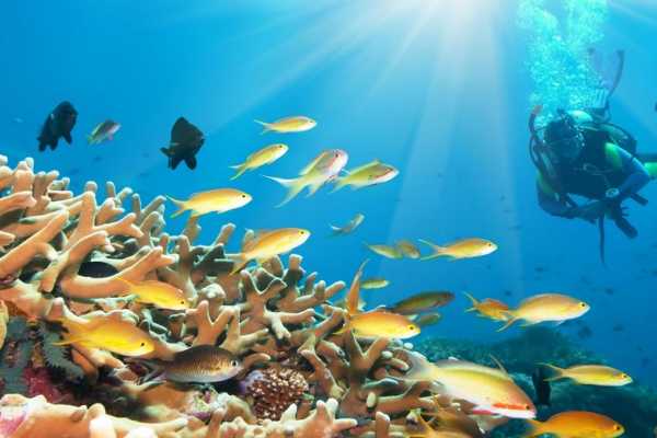 2 Day Scuba Diving Course Trip in Port Ghalib