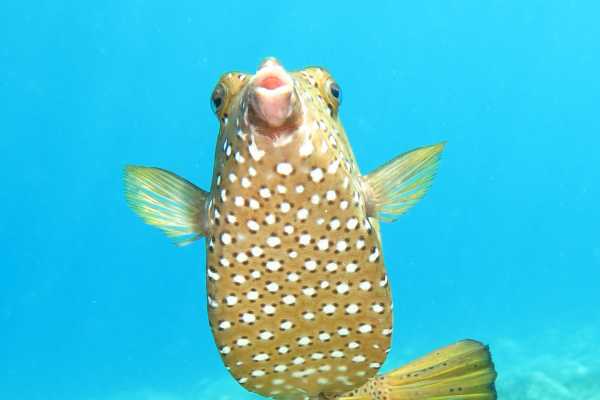 Padi Scuba Diving In Port Ghalib